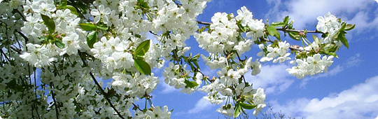 Временя года