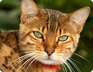 Информер с Бенгальскими кошками