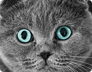 Информер с Скоттиш-фолд