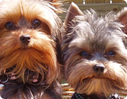 Информер с Йоркширскими терьерами